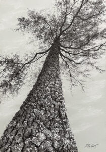 "Kasvamine" (17x24,5; tušš ja kriit paberil, 2025)